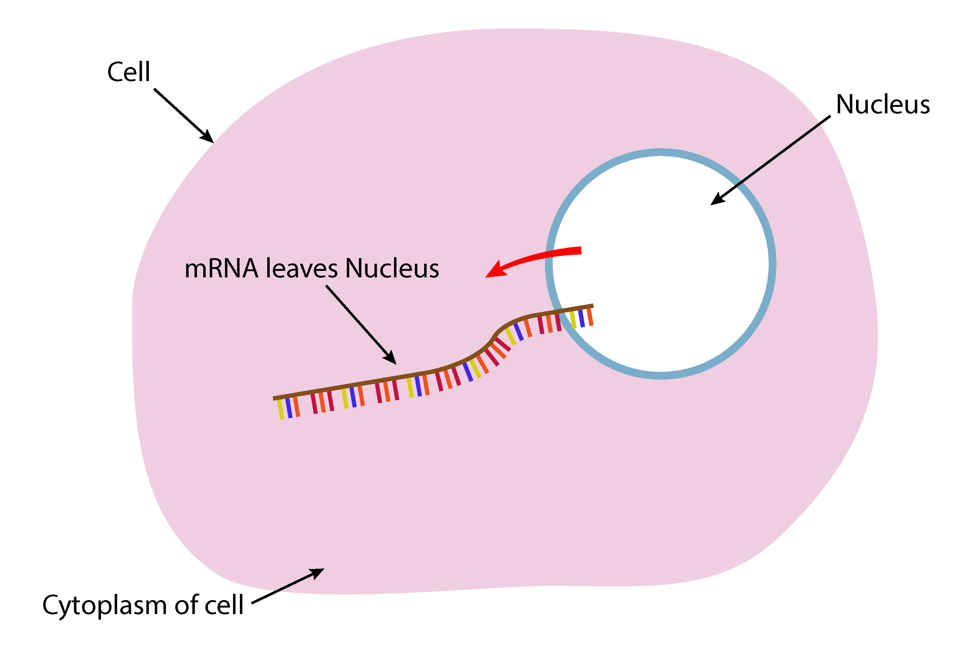 Because of the base change mRNA can leave the nucleus to the cytoplasm